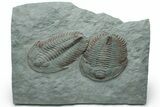 Pair Of Large Lower Cambrian Trilobites (Longianda) - Issafen, Morocco #233132-1
